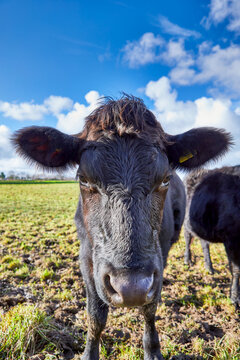 Image of a Jersey black bull standing in a field. Jersey, Channel Islands