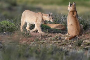 The Cougar (Puma concolor)