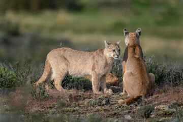 The Cougar (Puma concolor)