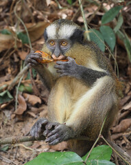 Meerkatze beim Fressen