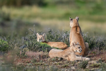 The Cougar (Puma concolor)