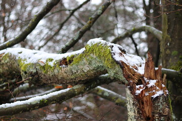 broken tree in wintertime