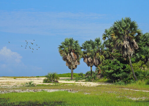 Vogelschwarm am Strand bei Pointe-Noire