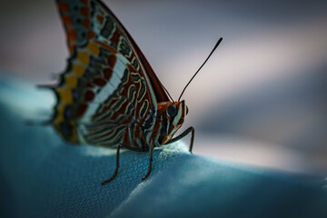 Butterfly bokeh blue