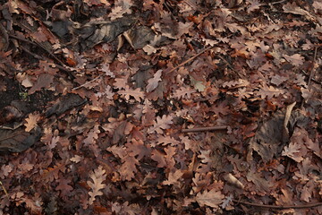 Brown Leaves on the Ground