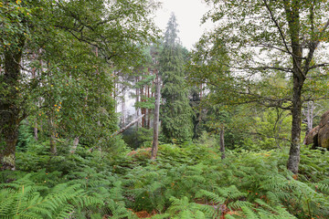 Lush forest in summer in mountains near Sistelo, Portugal