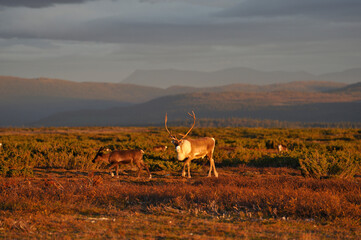 Rentierherde in Schweden im Herbst bei Sonnenuntergang auf der Flatruet