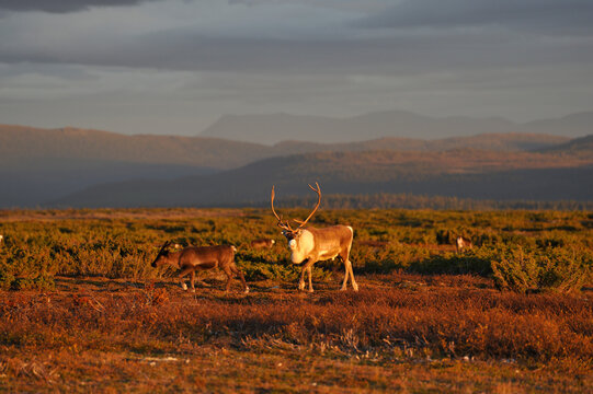 Rentierherde in Schweden im Herbst bei Sonnenuntergang auf der Flatruet