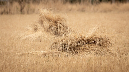 Wheat sheave in foreground of another blurry sheaf on a golden field of mowed grane with a blurry background at the Hatertse Vennen, Netherlands