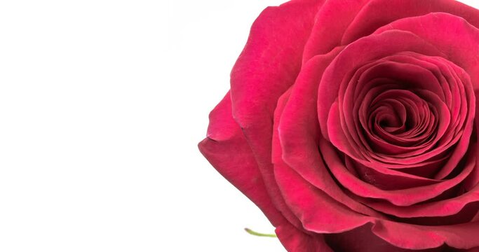 Beautiful Rose Flower background. Blooming rose flower open, time lapse, close-up. Wedding backdrop, Valentines Day concept.