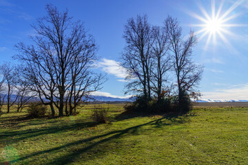 Silhouette trees in blue and green landscape with sunlight and sun rays.
