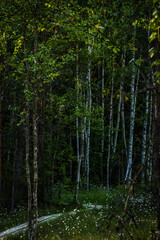 Naklejka premium trees in the woods