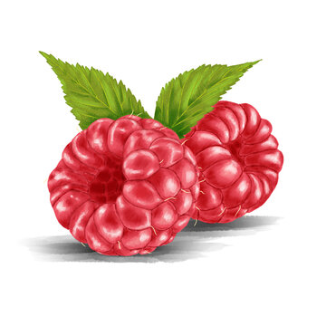  illustrazione acquerello di lamponi disegnati a mano