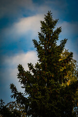 pine tree in the sky