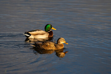 Kaczki na wodzie © Wojciech