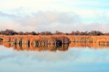 Reflejos  en el agua del Parque de Tablas de Daimiel