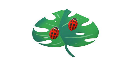 3d illustrations of two ladybugs on tropical leaf  isolated with white background