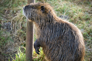Wild nutria on the bank of a stream - Myocastor coypus