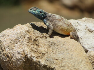 Southern Rock Agama
Agama Atra
South Africa/ De Hoop Nature Reserve