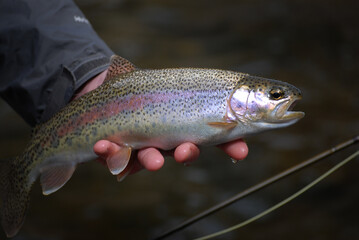 Angler holding a rainbow trout caught while fly fishing