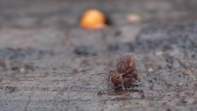 Kugelspringer am Waldboden (ca. 1mm gro&szlig;)