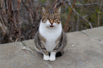 Naklejka na ściany i meble The street cat is sitting on a bench. Yard spotted cat.