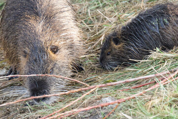 Wild nutria and her baby.