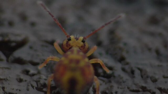 Kugelspringer am Waldboden (ca. 1mm gro&szlig;)