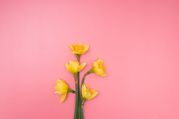 Yellow daffodils on pink backgound, mothers day