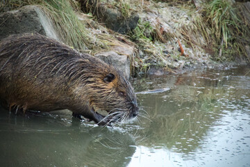 Wild nutria on the bank of a stream - Myocastor coypus