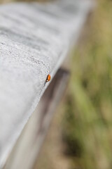 ladybug insect 