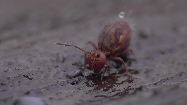 Kugelspringer am Waldboden (ca. 1mm gro&szlig;)