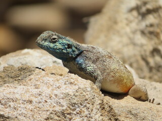 lizard on rock
Southern Rock Agama 
Agama Atra
South Africa
Western Cape Region
De Hoop Nature Reserve