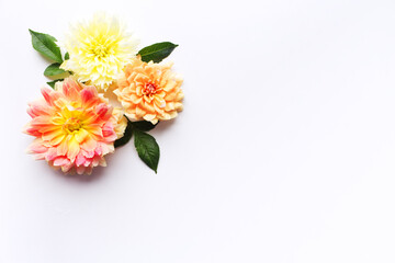 Flowers composition. Dahlias flowers on white background. Valentine's day, Mother day, women's day, spring concept. Flat lay, top view, copy space.