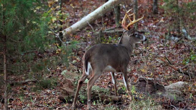 White-tailed deer in woods of southern Piedmont in North Carolina
