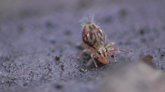 Kugelspringer  ca. 1mm gro&szlig;