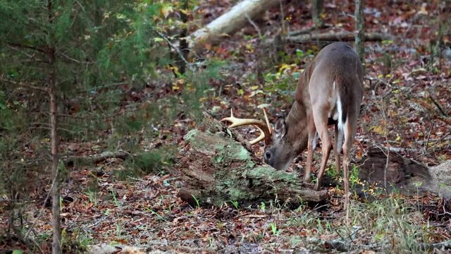 White-tailed deer foraging in woods of North Carolina