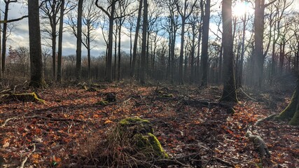 Forest picture during fall and daytime