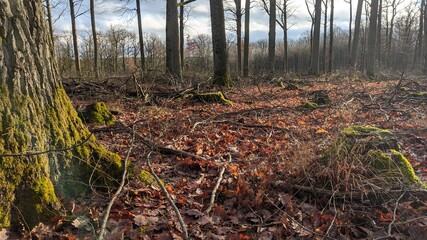Forest picture during fall and daytime