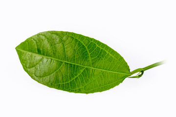 Fototapeta na wymiar beautiful green leaf in high resolution, white background