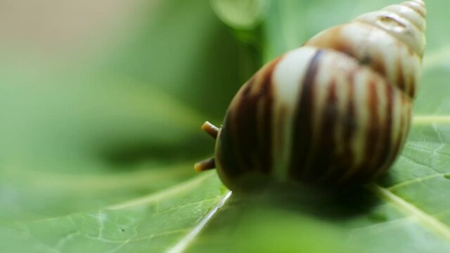 the snail sticks to the green leaves