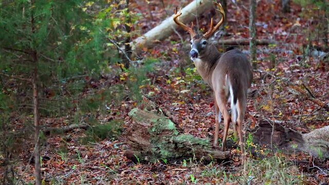 White-tailed deer looking for food in woods of North Carolina