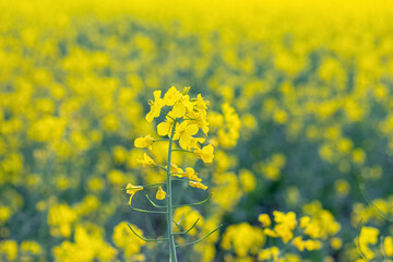 Yellow rapeseed flowers in the field. Rapeseed flowering