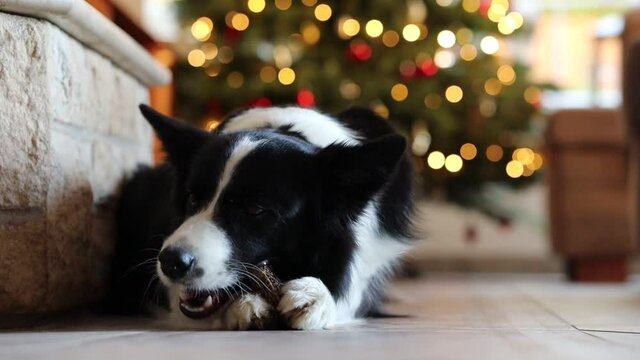 Adorable Border Collie Nibbles Bone in the Living Room in front of Christmas Lights. Black and White Dog Gnaws Bone Indoors.