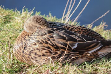 schlafende weibliche Stockente
