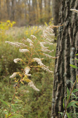Close Up of WInter Grass