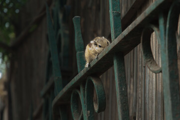 Indian palm squirrel Funambulus palmarum on a gate. Old Delhi. Delhi. India.