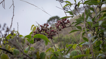 Image of a blackberry or brambleberry crop in Barragán Valle del Cauca.