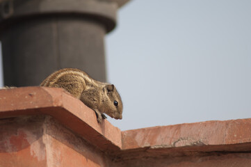 Indian palm squirrel Funambulus palmarum. Old Delhi. Delhi. India.