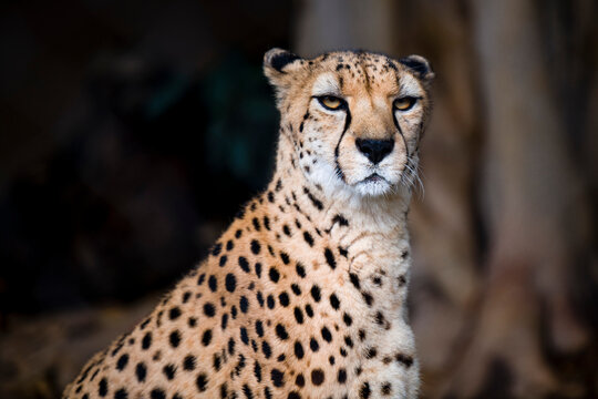 cheetah closed up shot © Feng